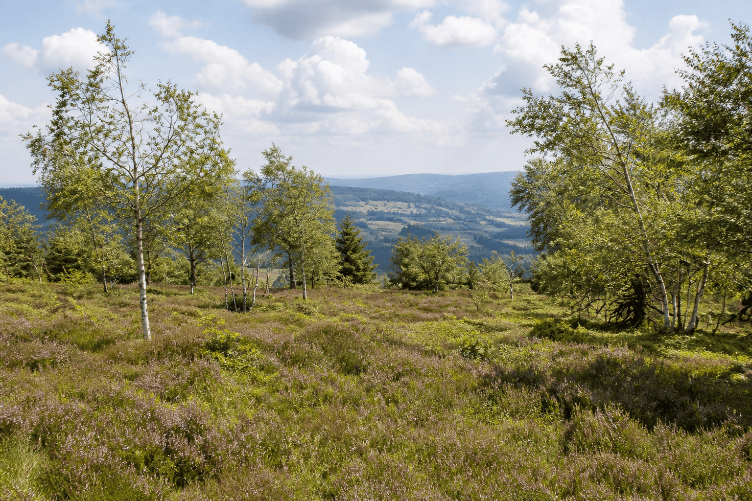 Hochheide heathland on Kahler Asten, Sauerland, Germany