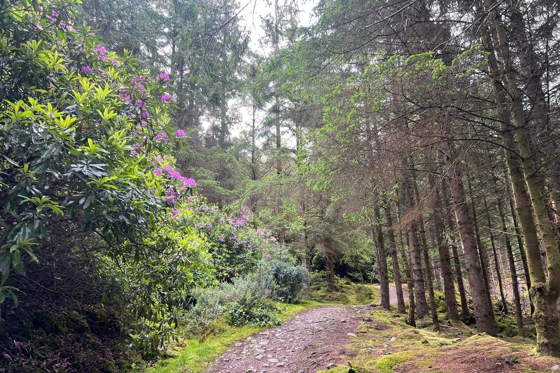 ben lomond beginning