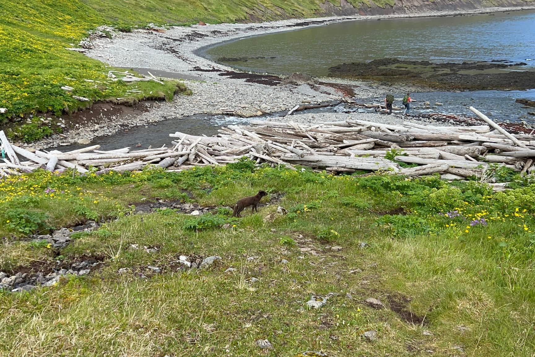 hornstrandir day 2 arctic fox