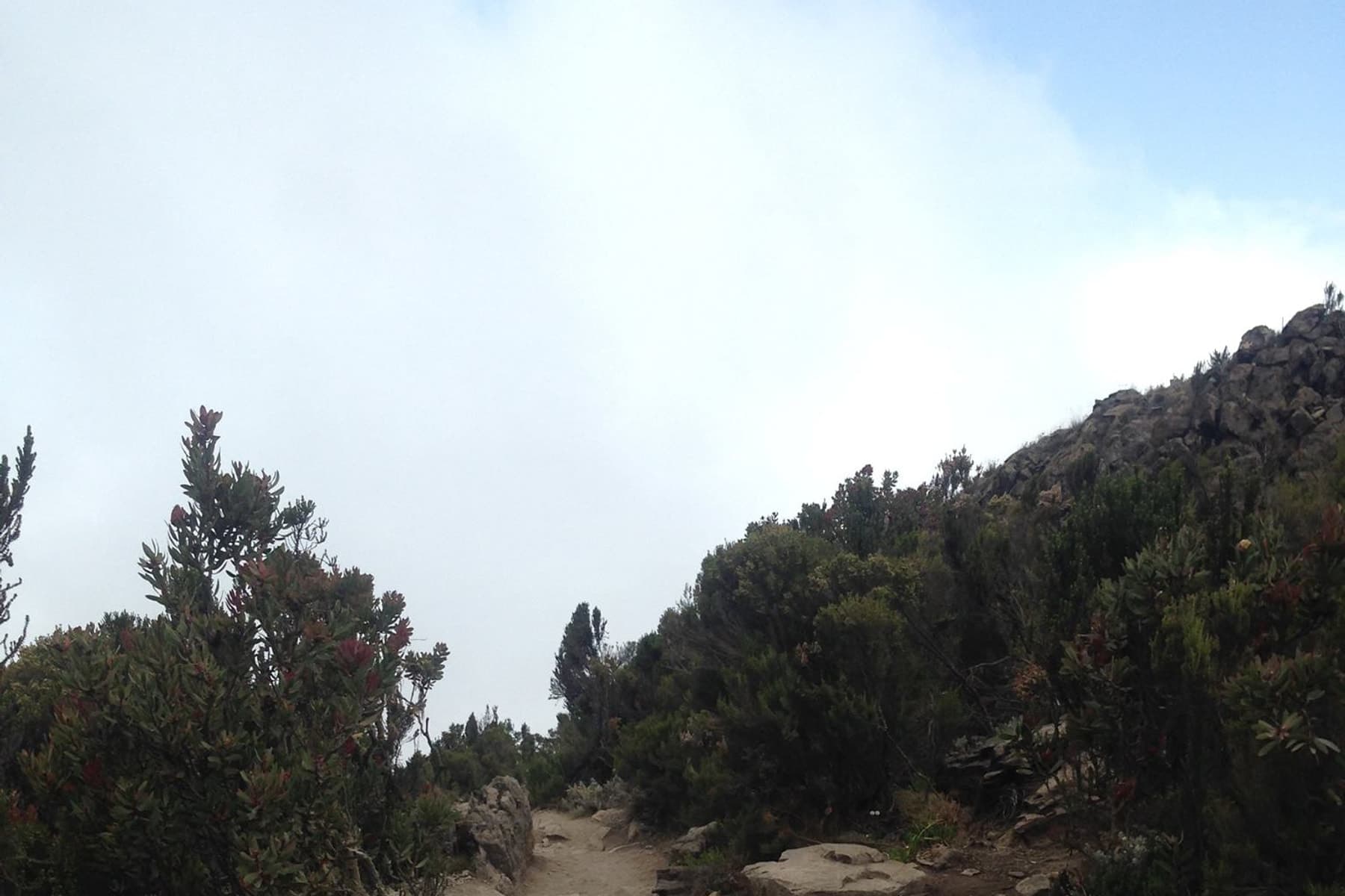 Moorland trail on Kilimanjaro