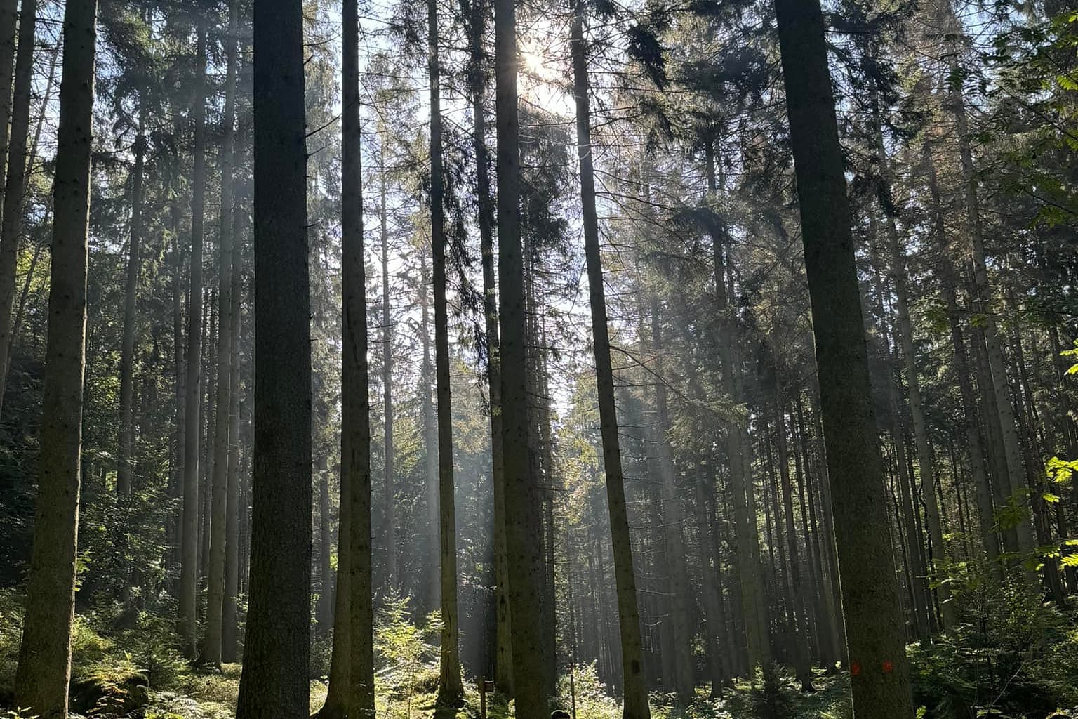 Forest light on the Mullerthal Trail