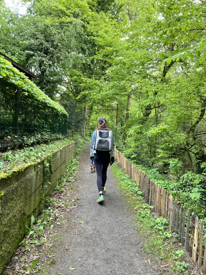 Rheinsteig forest path