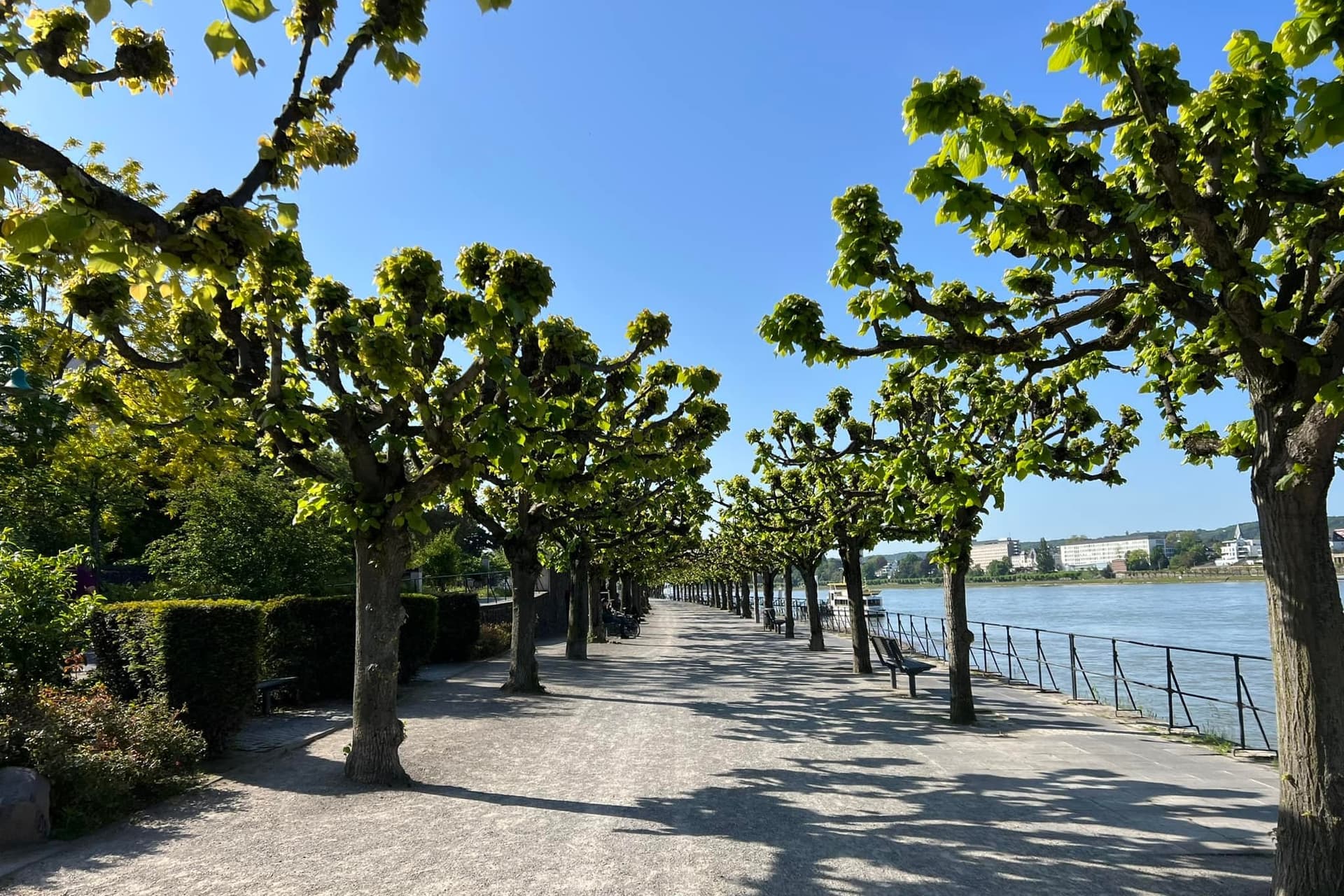 Rheinsteig trail above the Rhine — Germany hiking guide