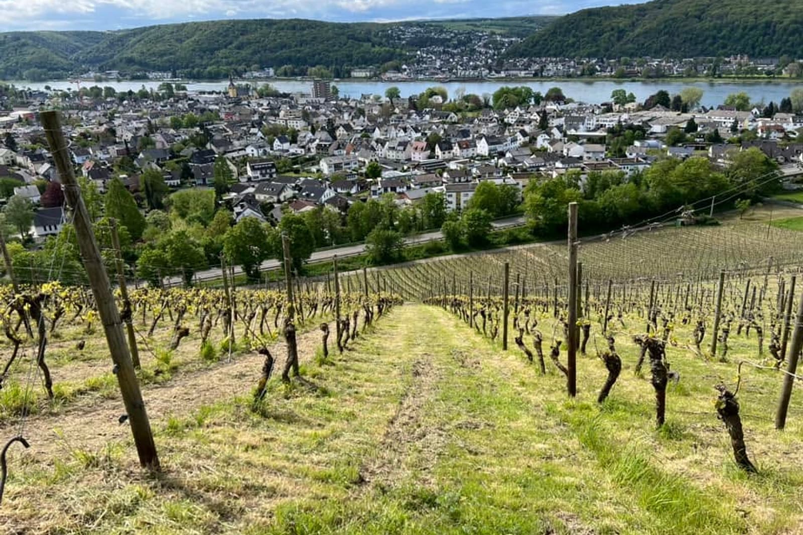 Rheinsteig vineyards above the Rhine