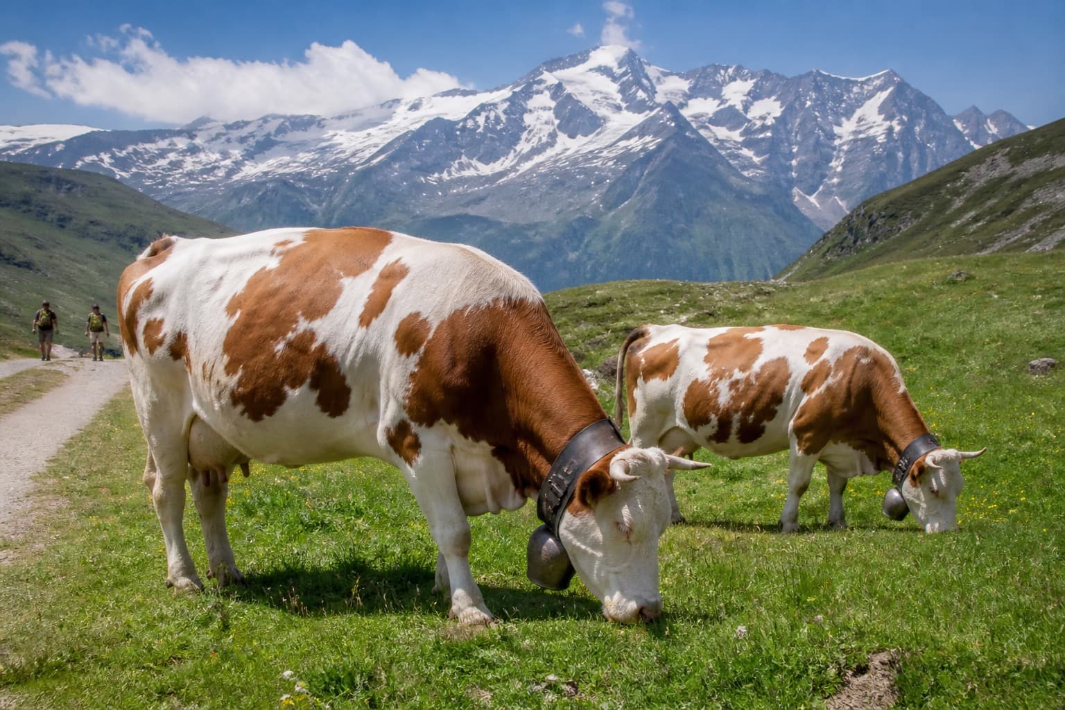 TMB cows