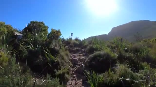 Rocky fynbos trail on the Newlands Circular Ravine loop, Table Mountain