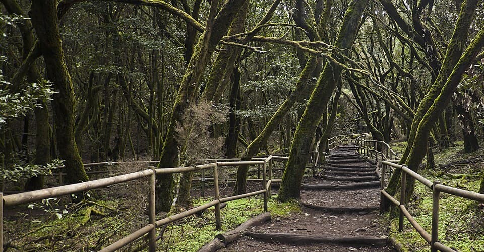 Laurel canopy in Garajonay National Park