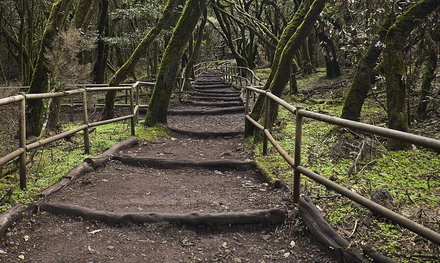Steep forest path in Garajonay, La Gomera
