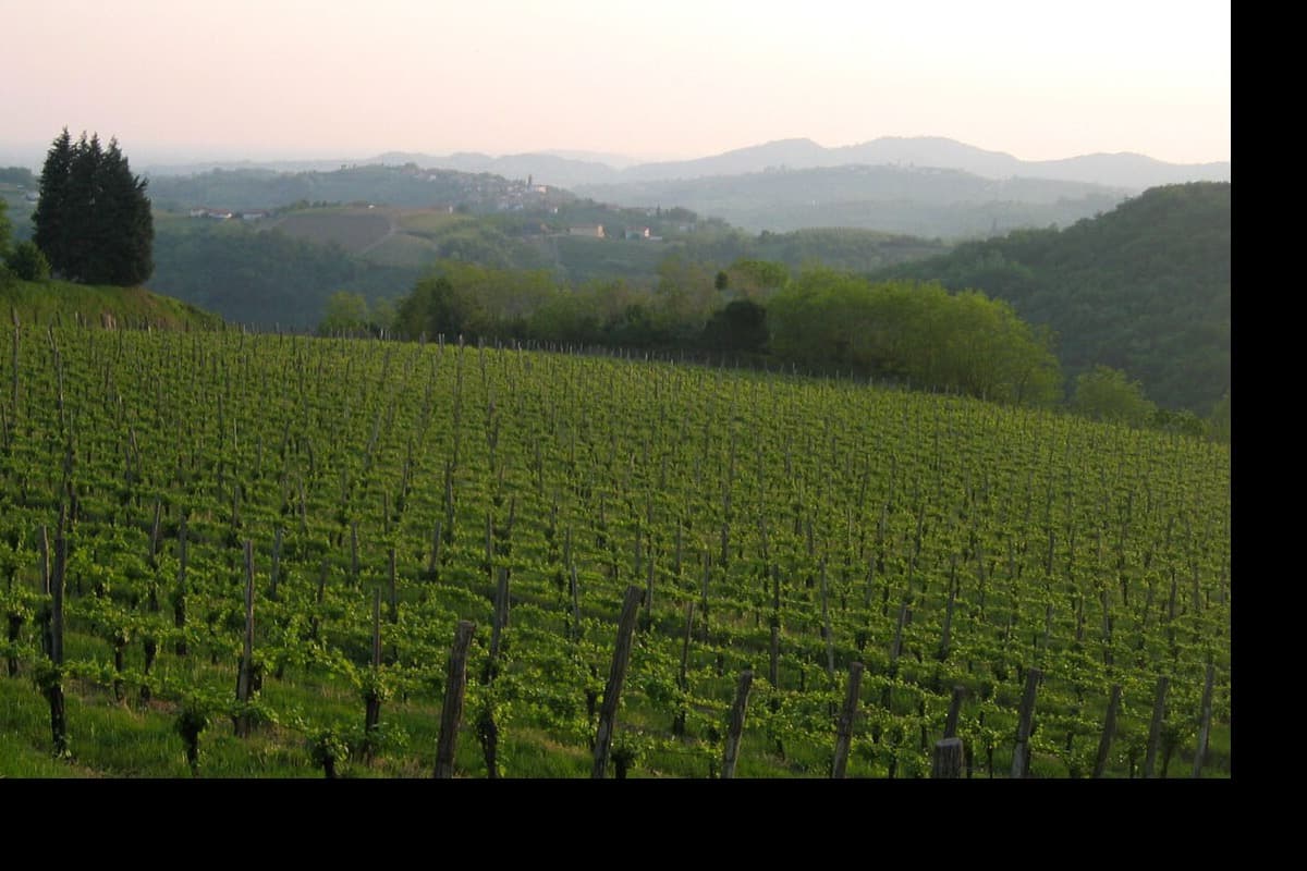 Brda vineyard detail — Slovenia food guide