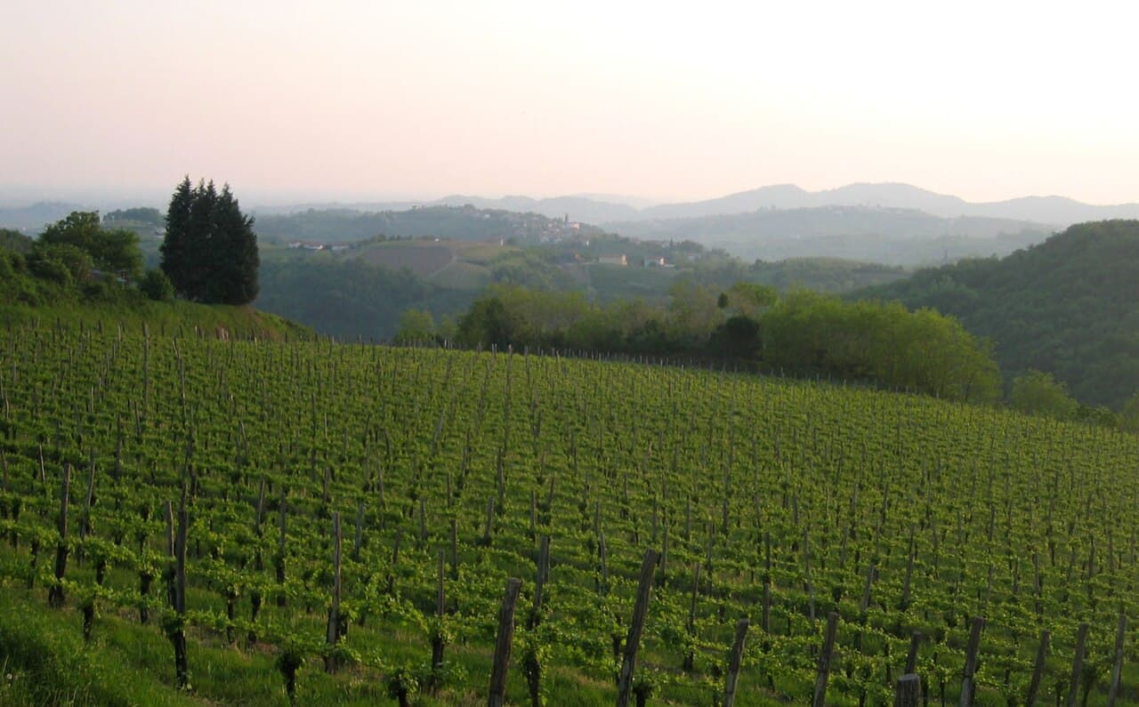 Vineyards in the Brda wine region, Slovenia