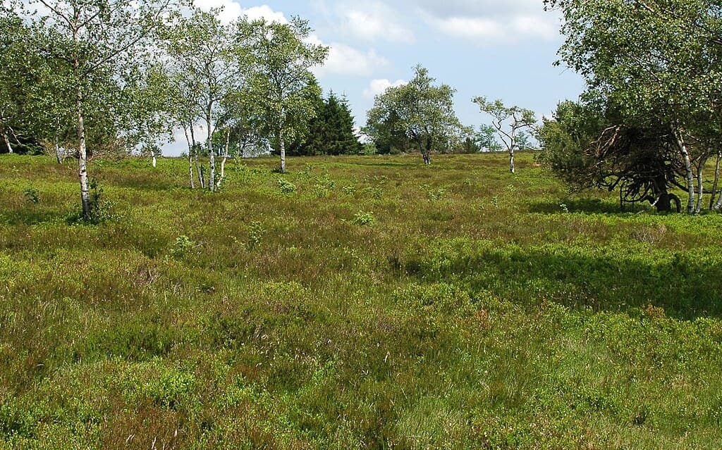 Heathland trail approach to Kahler Asten