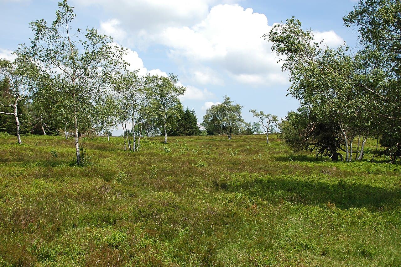 Hochheide heathland on Kahler Asten, Winterberg