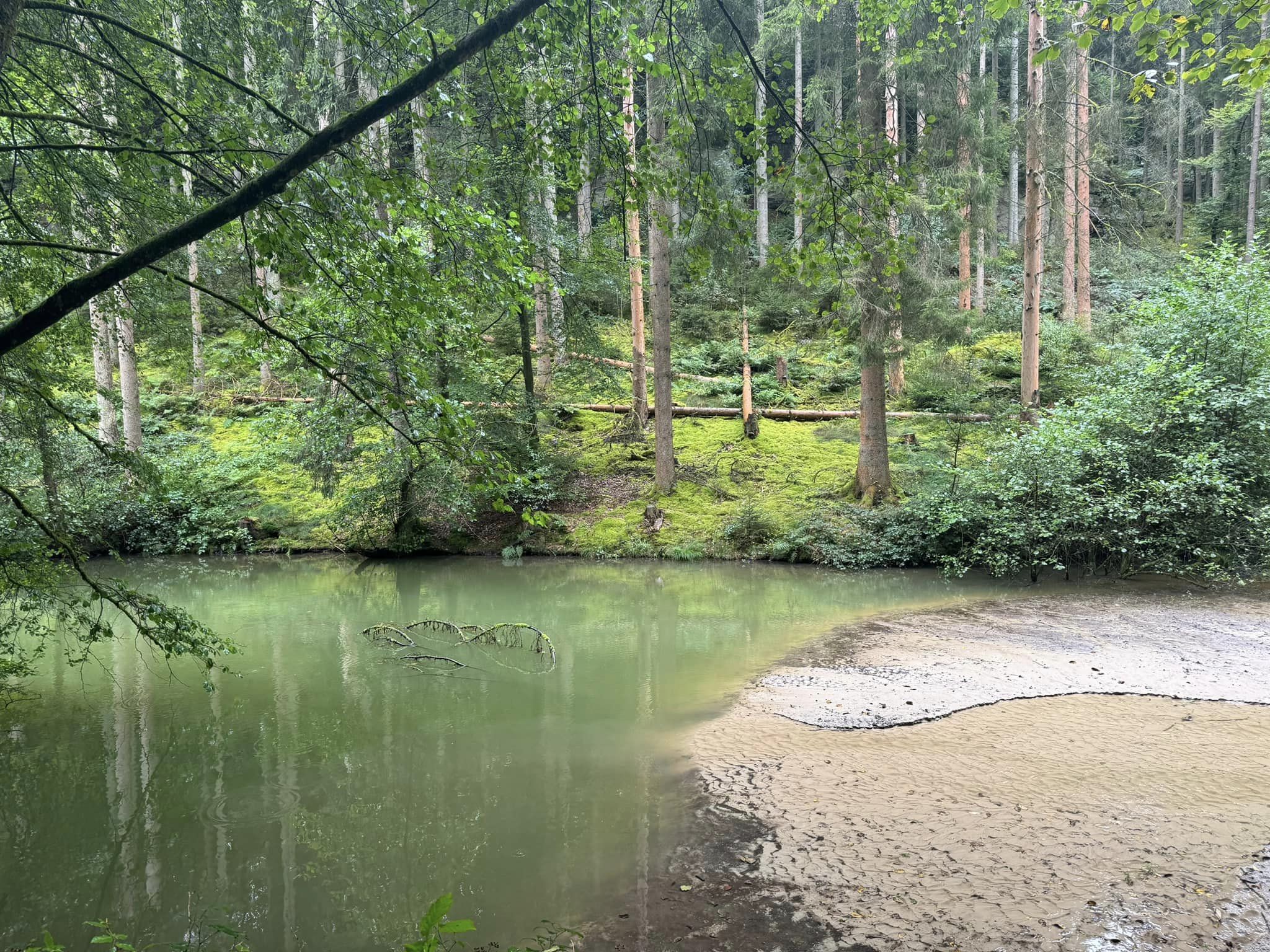 Forest views on the Mullerthal Trail
