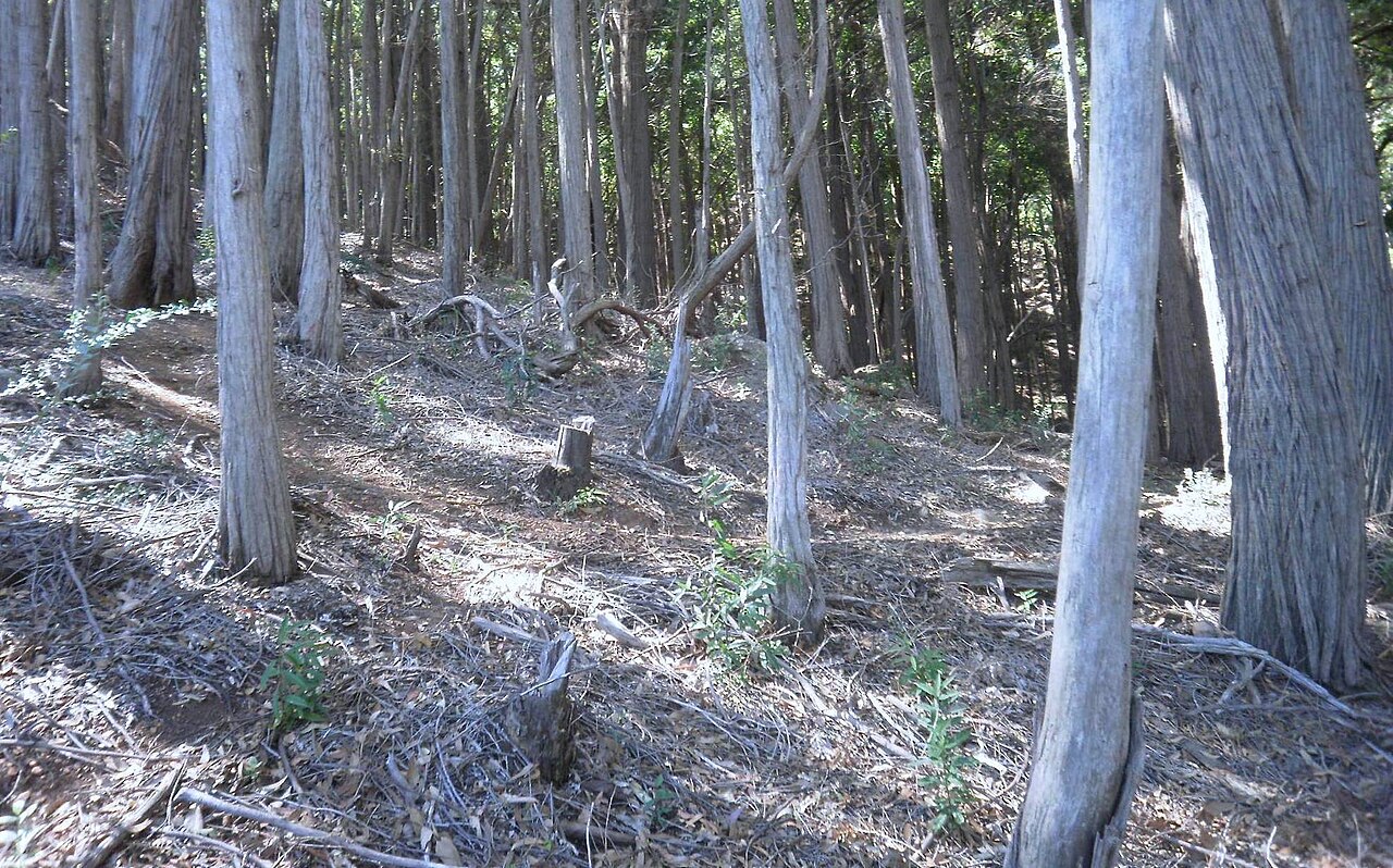Forest trails on the Table Mountain foothills, Newlands