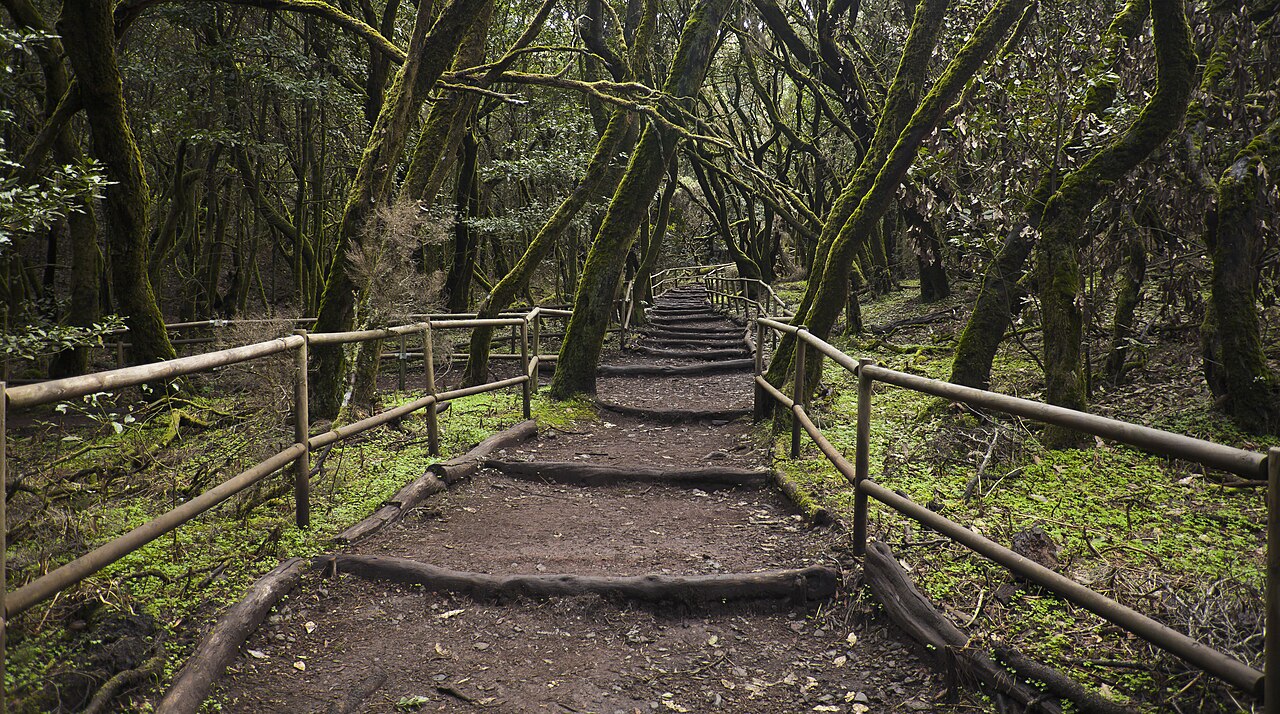 Laurel forest in Garajonay National Park, La Gomera