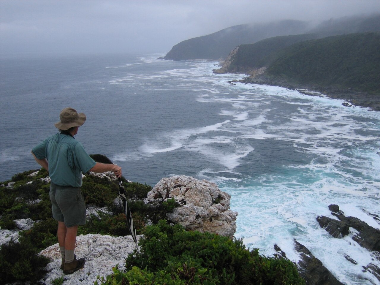 Indigenous forest section on the Otter Trail, South Africa
