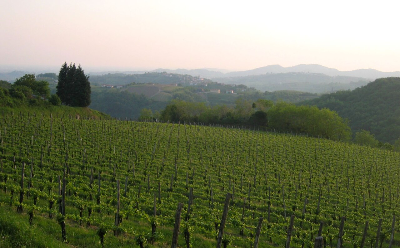 Vineyards in the Brda wine region, Slovenia